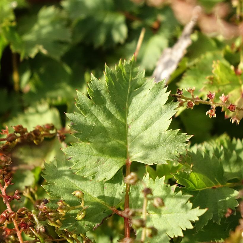 Aruncus dioïcus var. kamtschaticus - Wald-Geissbart (Laub)