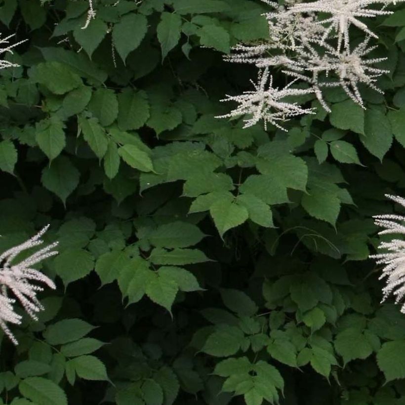 Aruncus dioïcus sylvestris - Wald-Geissbart (Laub)