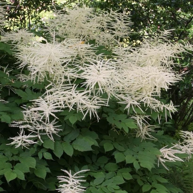 Aruncus dioïcus sylvestris - Wald-Geissbart (Blüte)