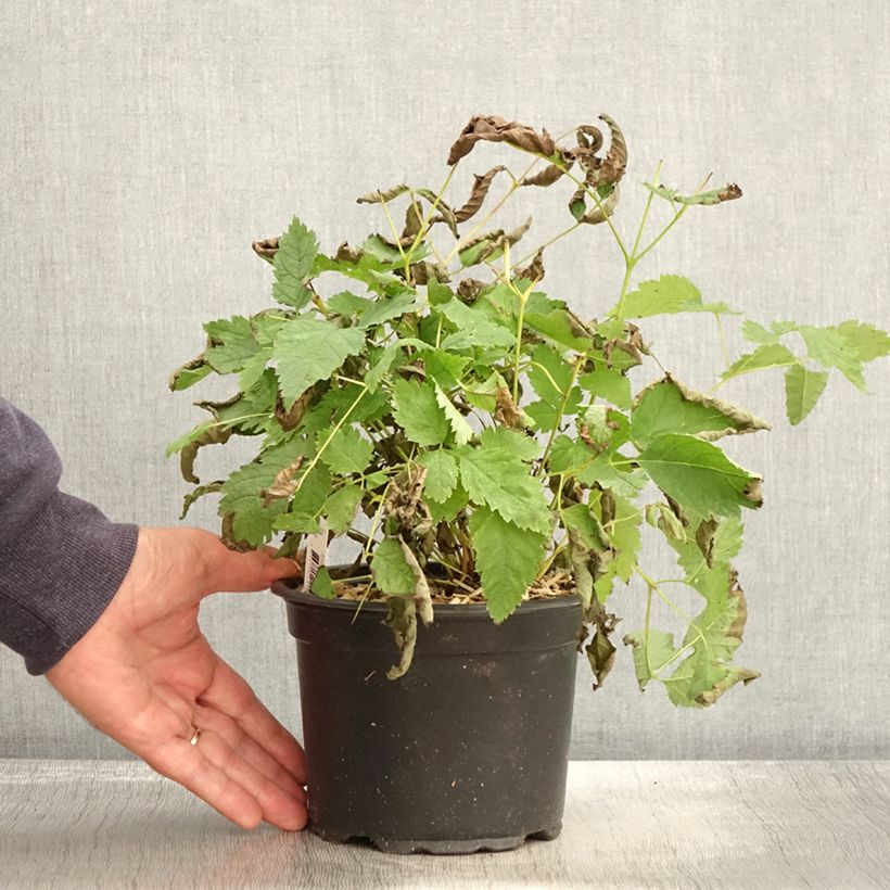 Exemplar von Aruncus dioicus sylvestris, Barbe de Bouc en pot de 2/3L wie im Herbst geliefert