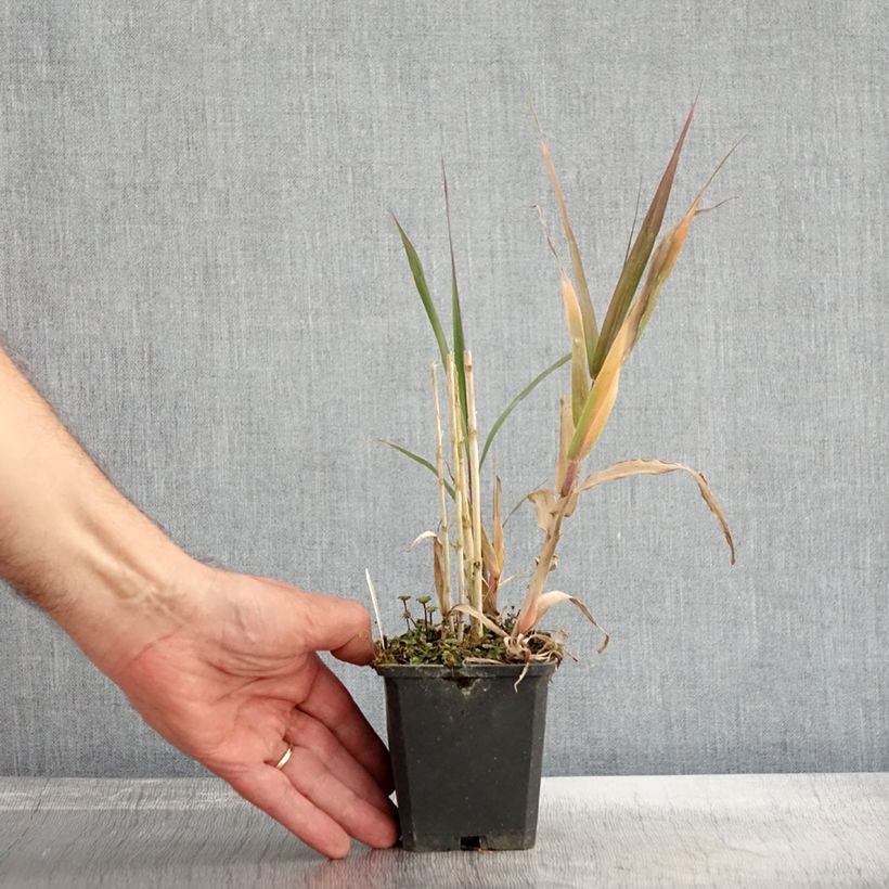 Exemplar von Arundo donax - Canne de Provence en godet de 9cm wie im Herbst geliefert