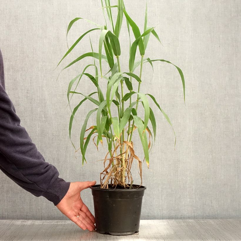 Exemplar von Arundo donax - Canne de Provence en pot de 3L/4L wie im Herbst geliefert