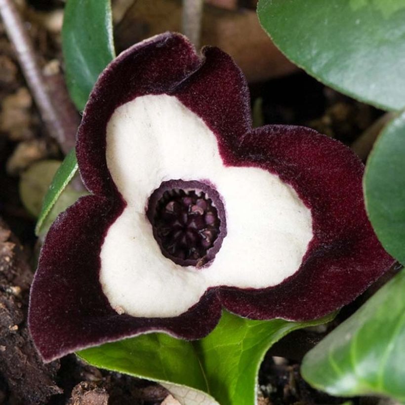 Asarum maximum Ling Ling - Chinesische Haselwurz (Blüte)