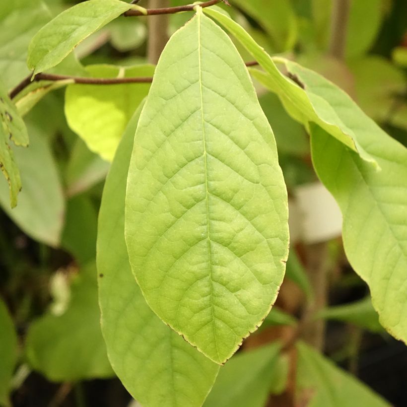 Papau - Asimina triloba (Laub)