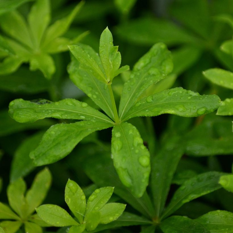 Waldmeister - Galium odoratum (Laub)