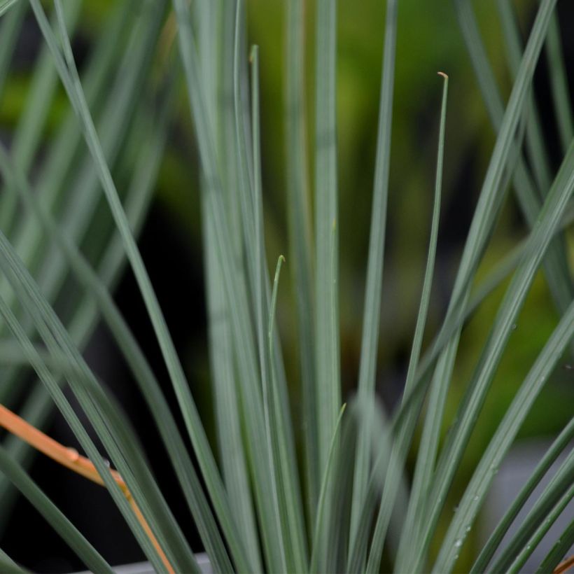 Asphodeline lutea - Große Affodeline (Laub)