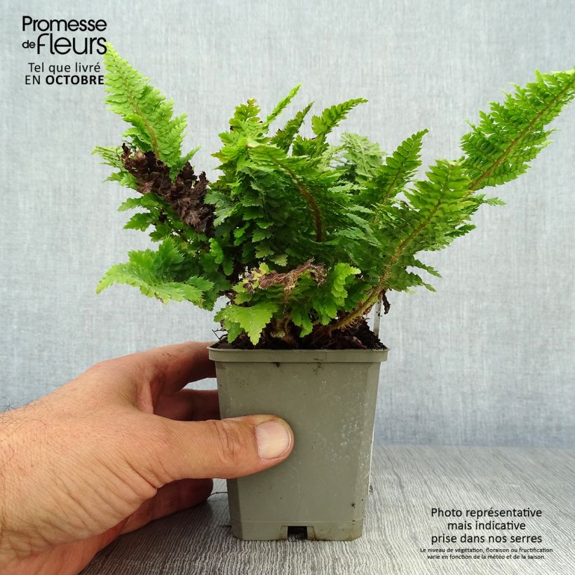 Exemplar von Aspidie à cils raides Congestum - Polystichum setiferum Godet de 9cm wie im Herbst geliefert