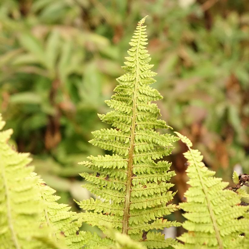 Weicher Schildfarn Congestum - Polystichum setiferum (Laub)