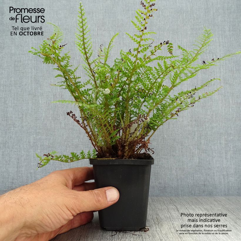 Exemplar von Aspidie à cils raides Proliferum Wollastonii - Polystichum setiferum  Godet de 9cm wie im Herbst geliefert