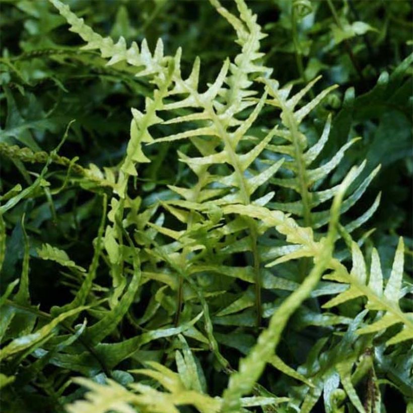 Asplenium ebenoides - Drachenschwanzfarn (Laub)