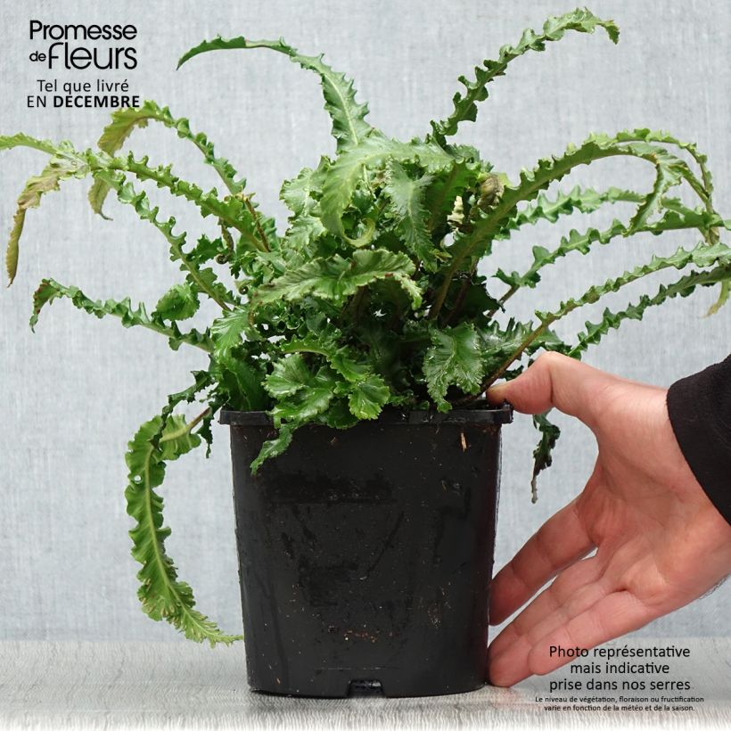 Exemplar von Asplenium scolopendrium Angustifolia - Fougère scolopendre Pot de 2L/3L wie im Winter geliefert