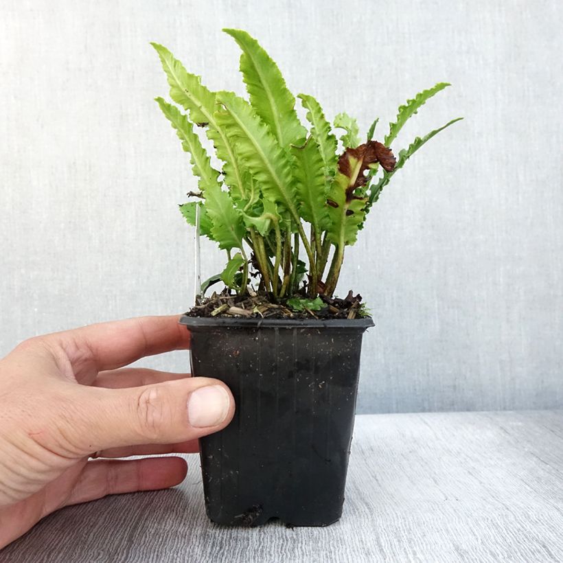 Exemplar von Asplenium scolopendrium Undulatum Angustatum - Fougère scolopendre Godet de 9cm wie im Herbst geliefert