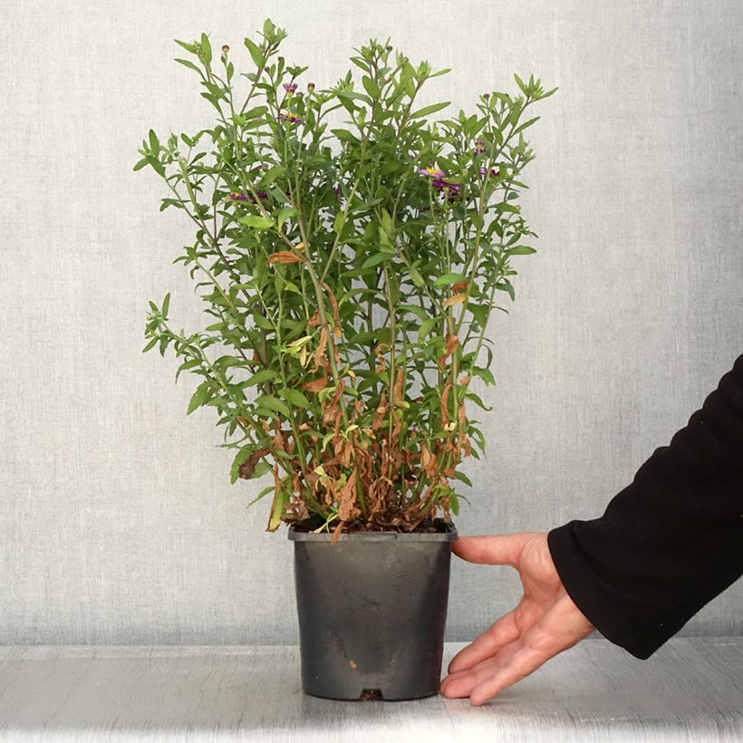 Exemplar von Aster ageratoides Ezo Murasaki - Ageratum-ähnliche Aster Topf mit 2L/3L wie im Herbst geliefert