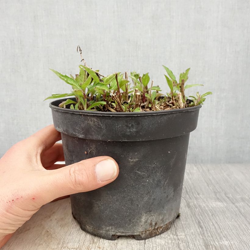 Exemplar von Aster ageratoides Stardust - Ageratum-ähnliche Aster Topf mit 2L/3L wie im Frühjahr geliefert