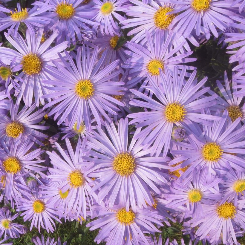 Aster amellus Blue King - Berg-Aster (Blüte)