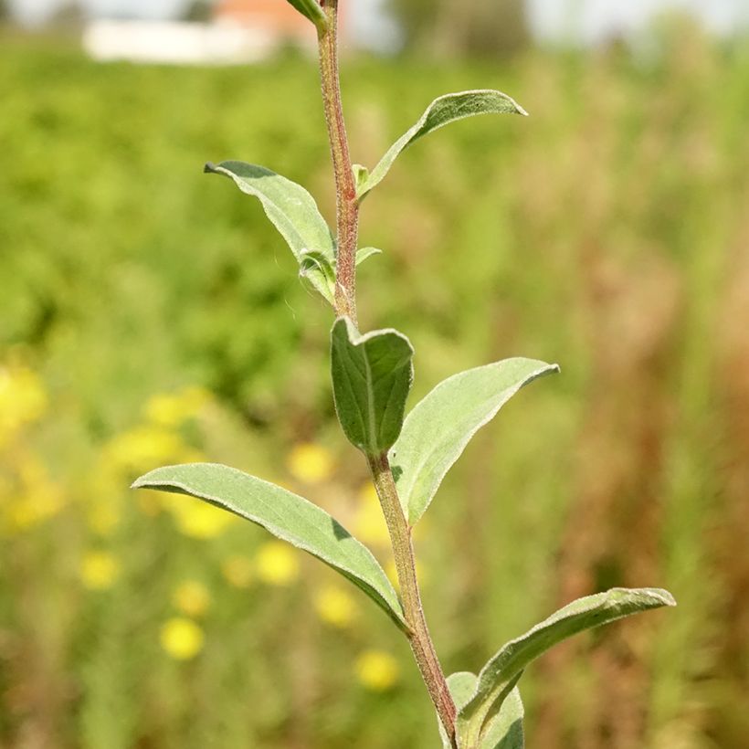 Aster amellus Sonia - Berg-Aster (Laub)