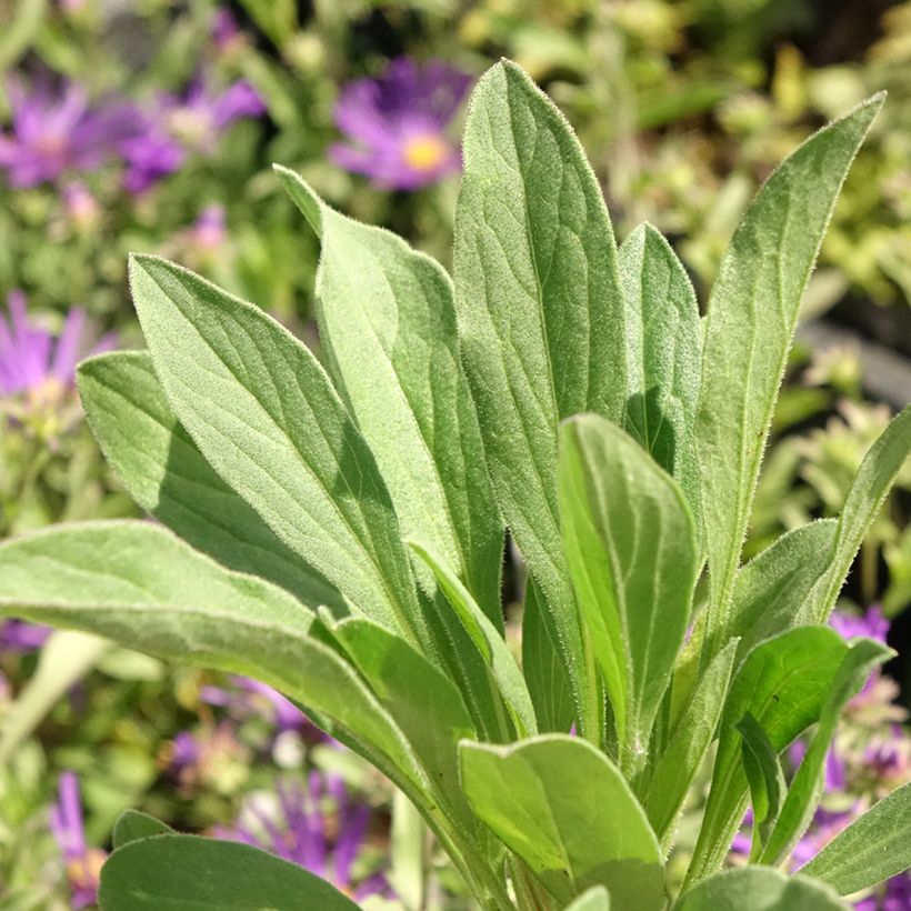 Aster amellus Veilchenkönigin - Violet Queen - Berg-Aster (Laub)