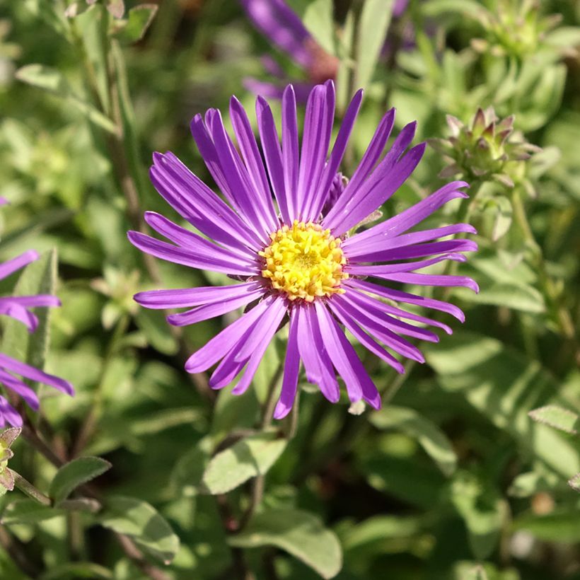 Aster amellus Veilchenkönigin - Violet Queen - Berg-Aster (Blüte)