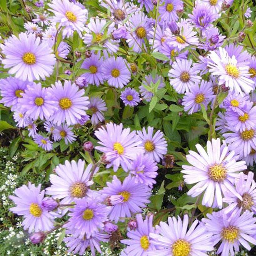 Aster JS Bart's Blue Beauty (Blüte)