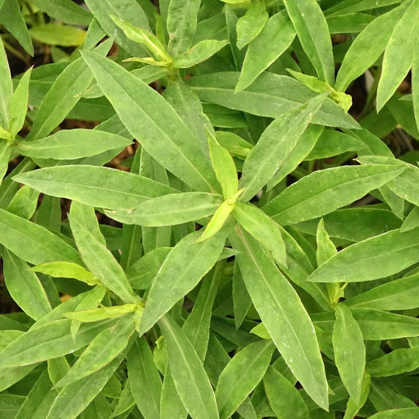 Aster dumosus Anneke - Kissen-Aster (Laub)