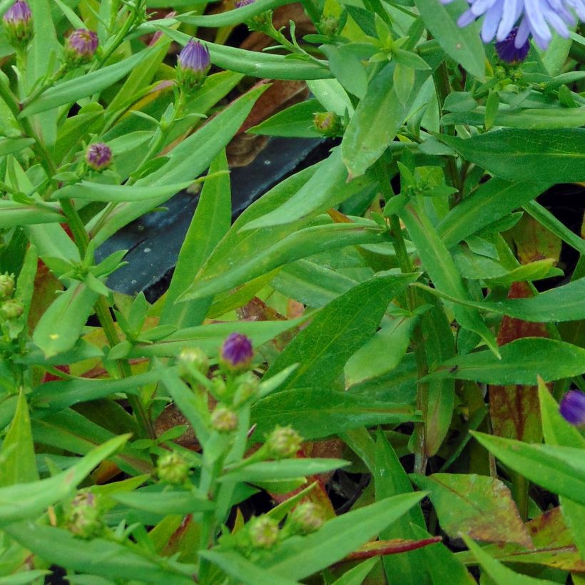 Aster dumosus Professeur Anton Kippenberg - Kissen-Aster (Laub)