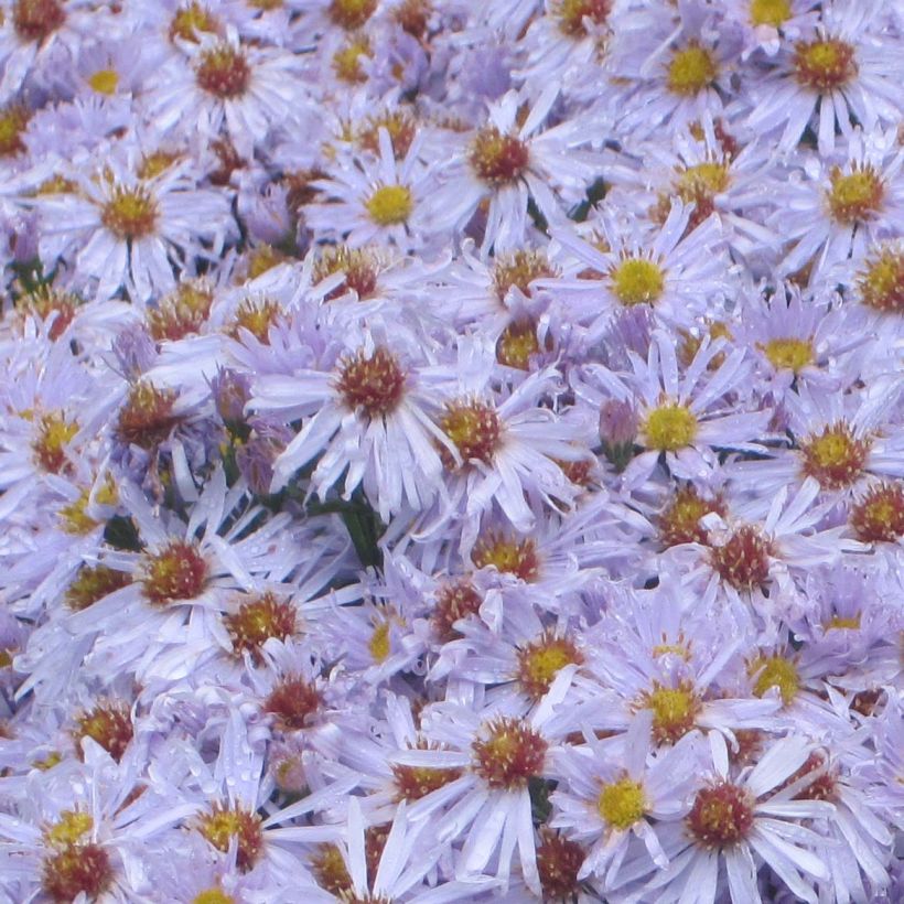 Aster dumosus Silberblaukissen - Kissen-Aster (Blüte)