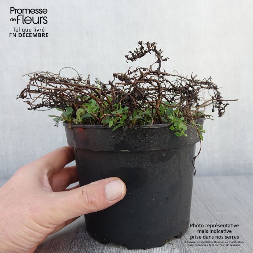 Exemplar von Aster ericoïdes f. prostratus Snow Flurry en pot de 2L/3L wie im Herbst geliefert