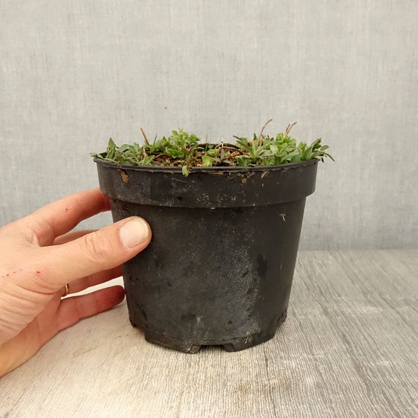 Exemplar von Aster ericoïdes f. prostratus Snow Flurry en pot de 2L/3L wie im Frühjahr geliefert