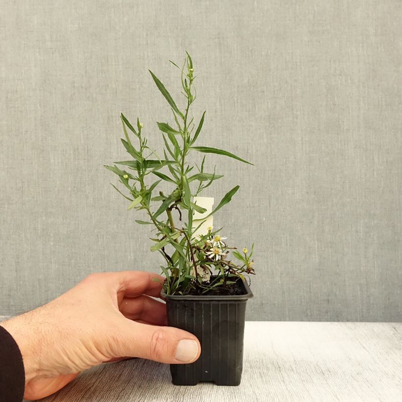 Exemplar von Aster ericoides Schneegitter - Aster fausse-bruyère - Godet de 8/9 cm wie im Herbst geliefert