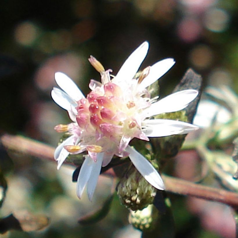 Aster lateriflorus Lady In Black - Herbstaster (Blüte)