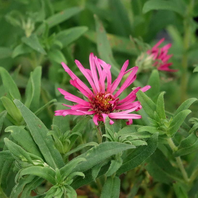 Aster novae-angliae Andenken an Alma Pötschke - Neuenglische Aster (Blüte)