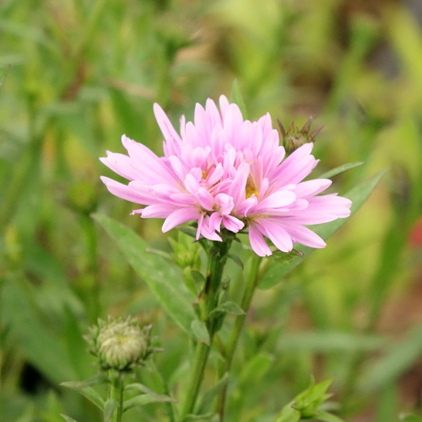 Aster novi-belgii Fellowship - Glattblatt-Aster (Blüte)