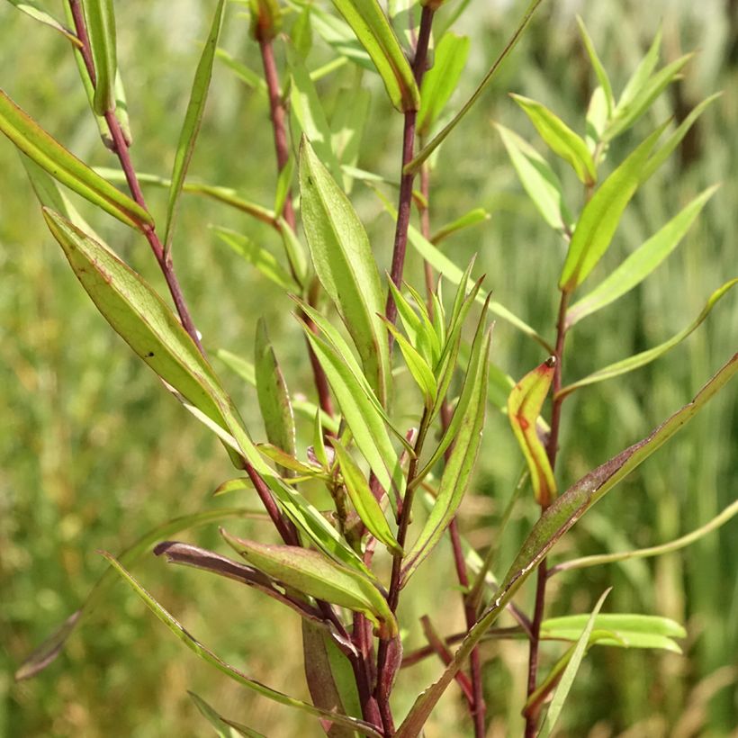 Aster novi-belgii Karmin Kuppel - Glattblatt-Aster (Laub)