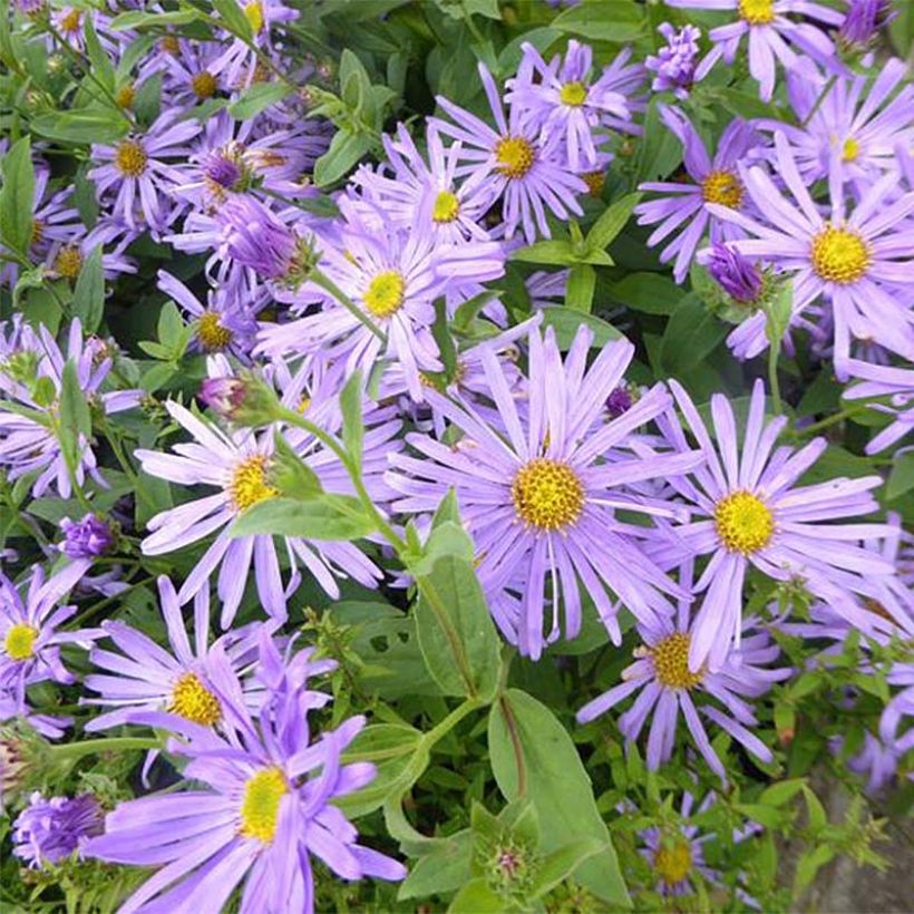 Aster thomsonii Nanus (Blüte)