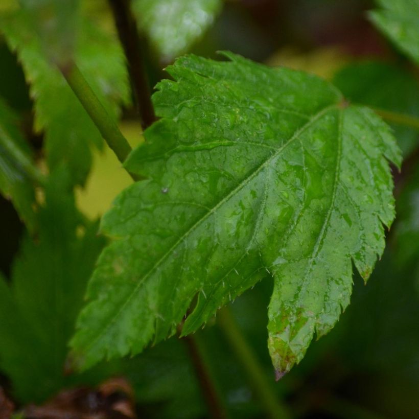 Astilbe arendsii Diamant - Prachtspiere (Laub)