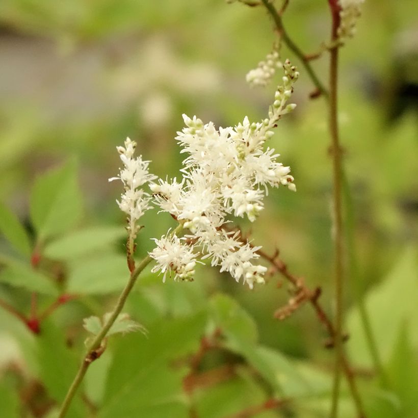 Astilbe arendsii Diamant - Prachtspiere (Blüte)