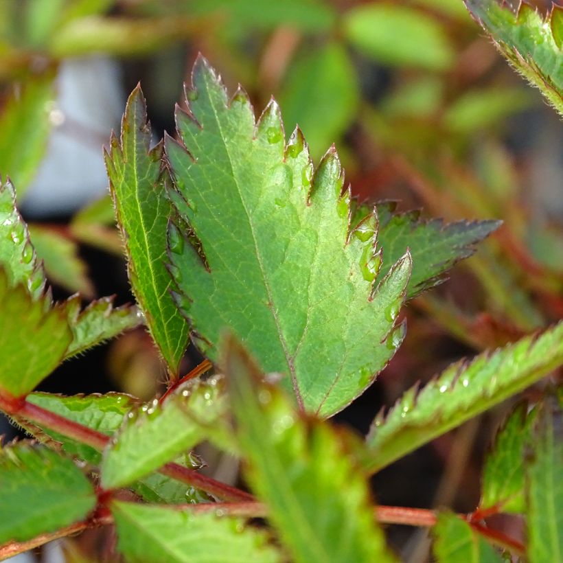 Astilbe arendsii Erika - Prachtspiere (Laub)