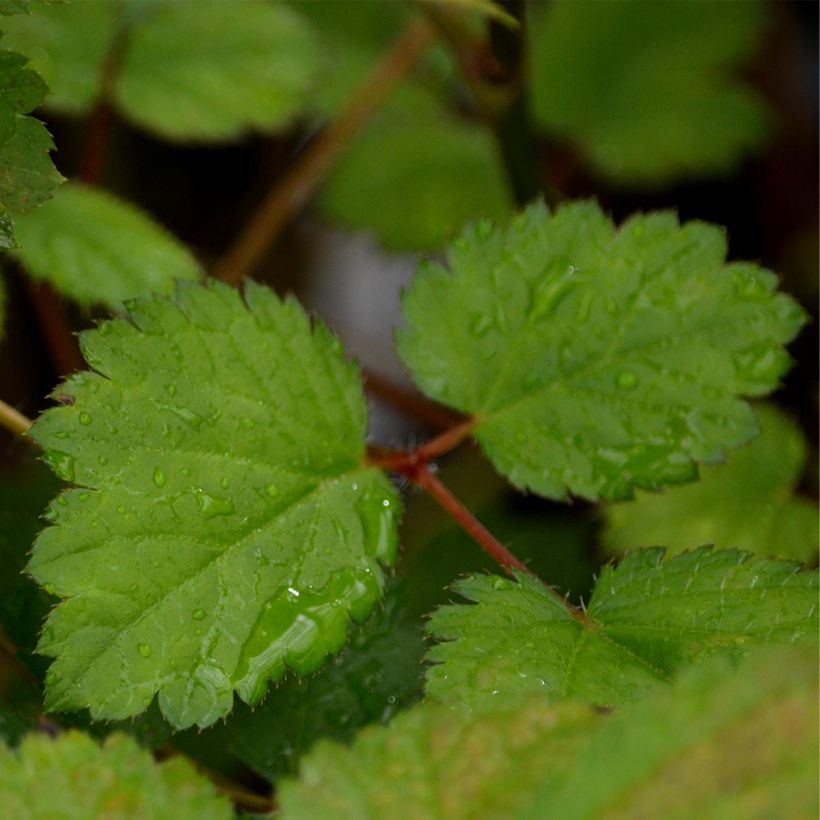 Astilbe chinensis Purpurkerze - Prachtspiere (Laub)