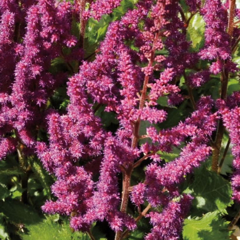 Astilbe chinensis Purpurkerze - Prachtspiere (Blüte)