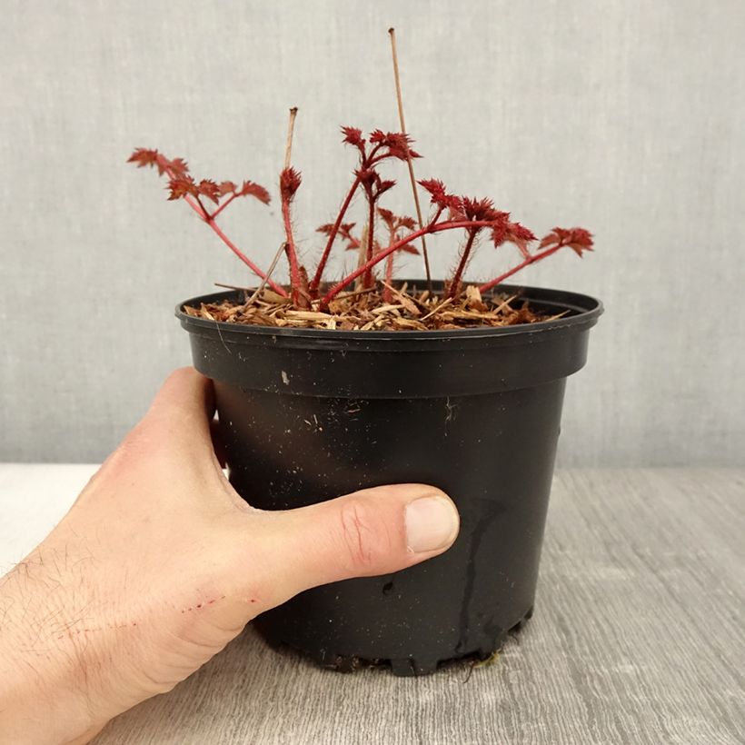 Exemplar von Astilbe Chinensis Purpurkerze en pot de 2L/3L wie im Frühjahr geliefert