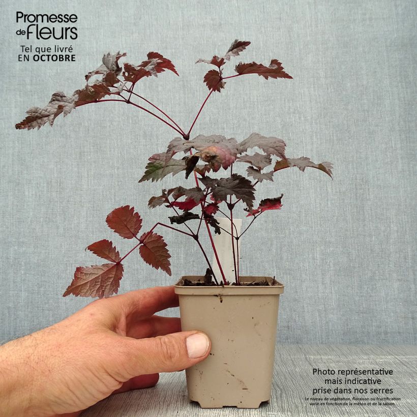 Exemplar von Astilbe Chocolate Shogun - Prachtspiere wie im Herbst geliefert