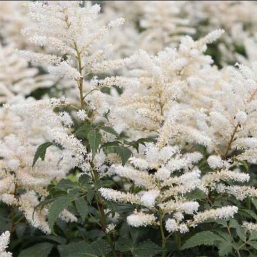 Astilbe japonica Washington - Prachtspiere (Blüte)