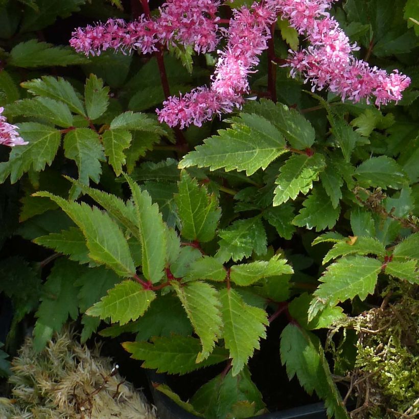 Astilbe Younique Ruby Red - Prachtspiere (Laub)