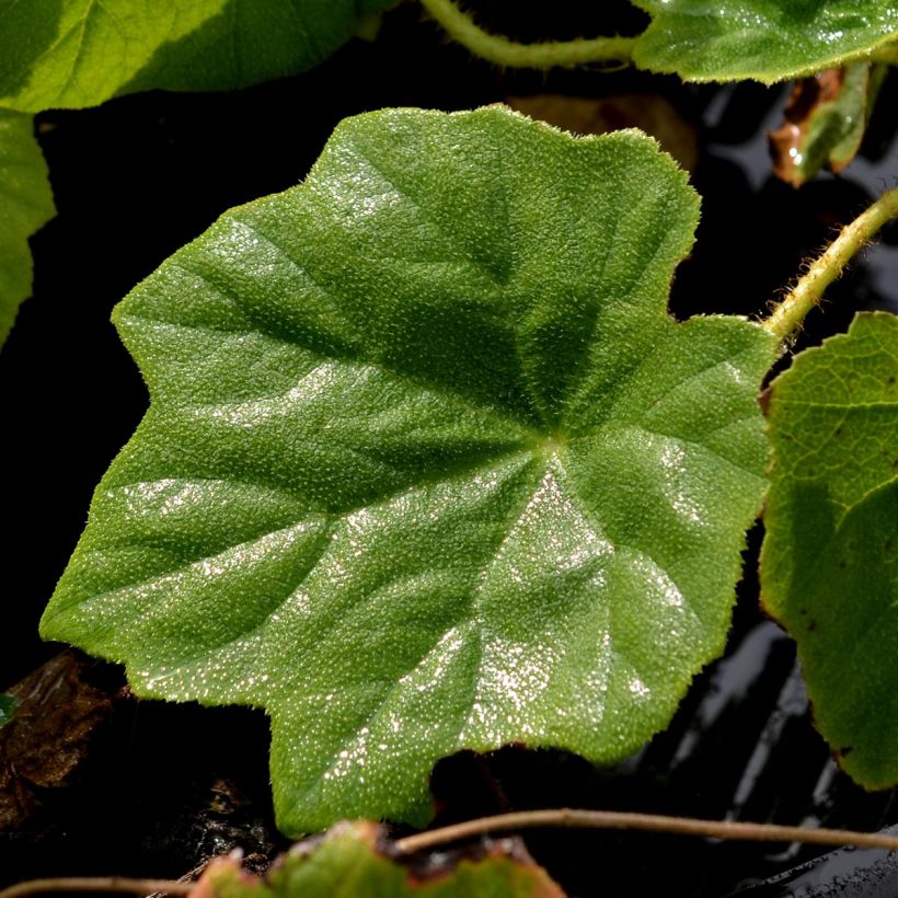 Astilboides tabularis - Tafelblatt (Laub)