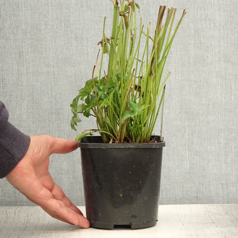 Exemplar von Astrantia Star of Beauty - Sterndolde Topf mit 1,5L/2LGelieferte Höhe ca. 30/40cm wie im Sommer geliefert