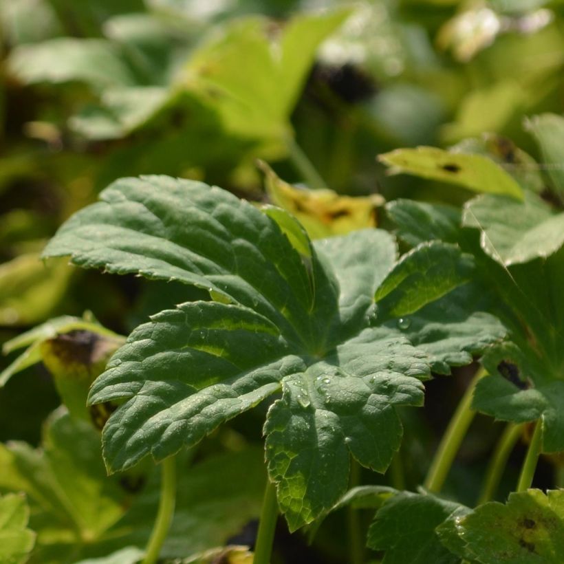 Astrantia Super Star - Sterndolde (Laub)