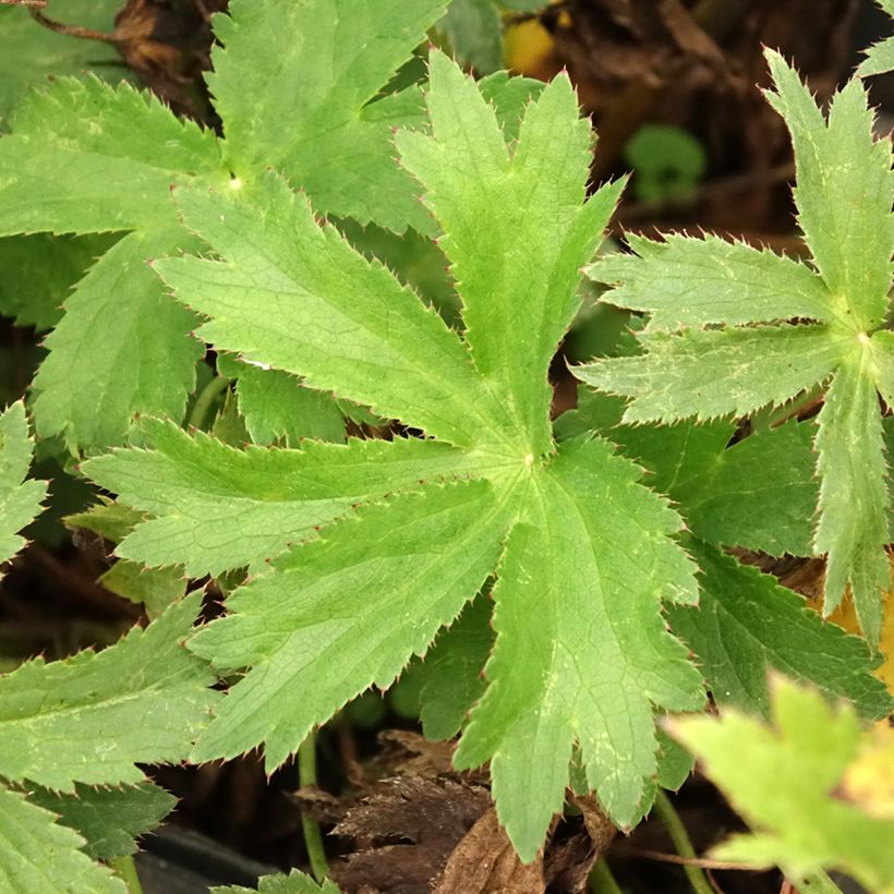 Astrantia Star of Love - Sterndolde (Laub)