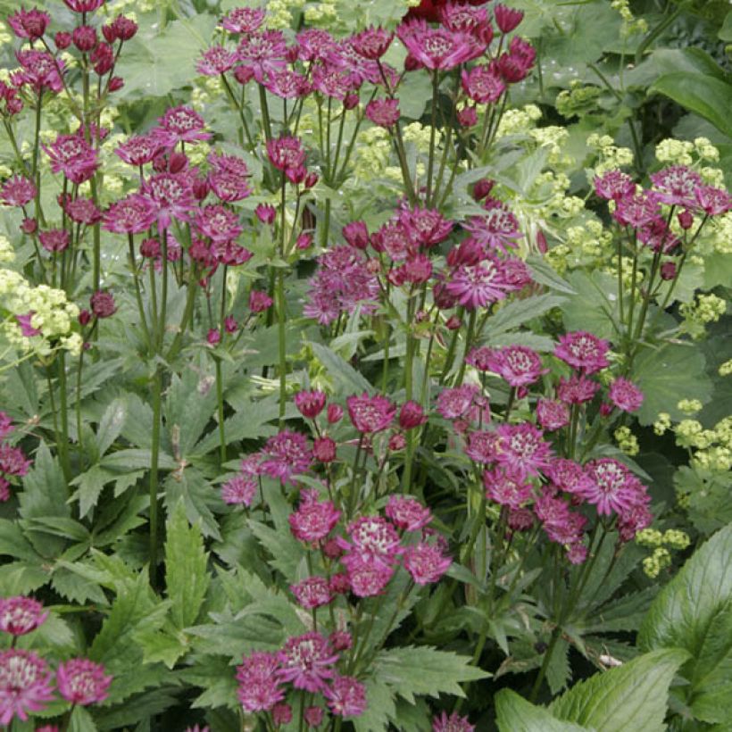 Astrantia Ruby Wedding - Sterndolde (Hafen)