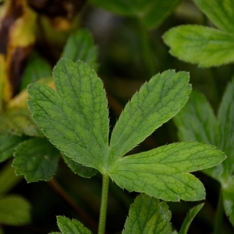 Astrantia Venice - Sterndolde (Laub)