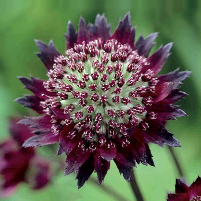 Astrantia Moulin Rouge - Sterndolde (Blüte)